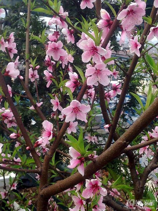 春   种一棵故事里的桃花树
