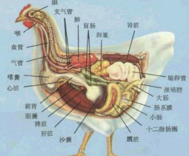 如果通过这些信息还不能判定出鸡的疾病,那就需要进一步解剖鸡,通过