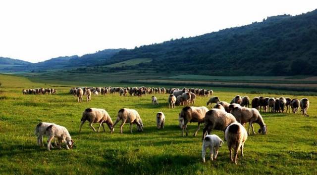 只以上,或年出栏肉羊500只以上的养殖场;牧区存栏能繁母羊400只以上