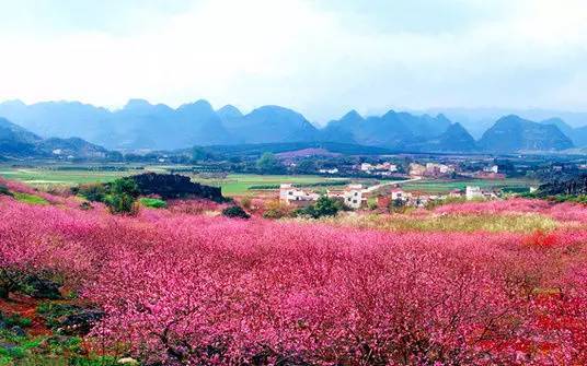 16,恭城桃花——桂林恭城县