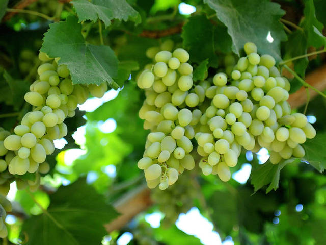 新疆特色水果吐鲁番葡萄