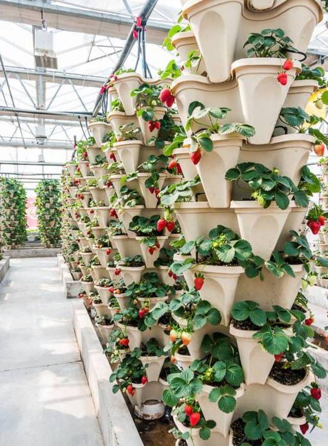 这些草莓立体栽培模式,你的农场值得拥有