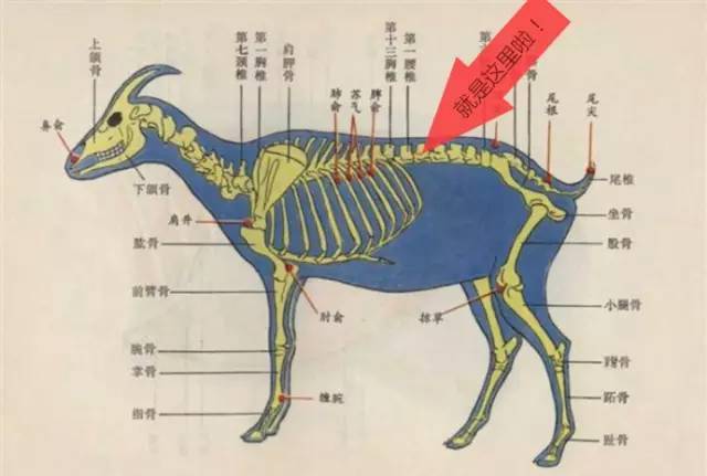 从生理结构讲, 羊蝎子就是带里脊肉和脊髓的羊椎骨.