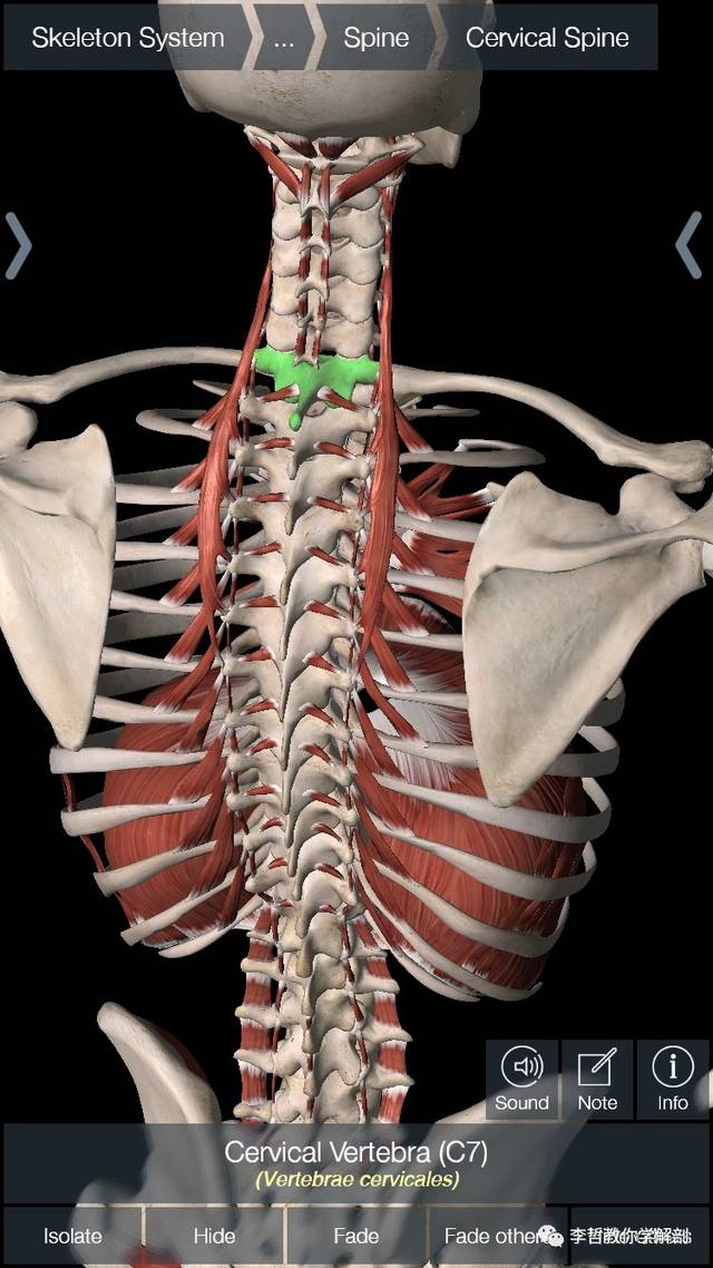 头半棘肌,在枕骨上,下项线与第4颈椎-第5胸椎横突间附着,有后伸头和