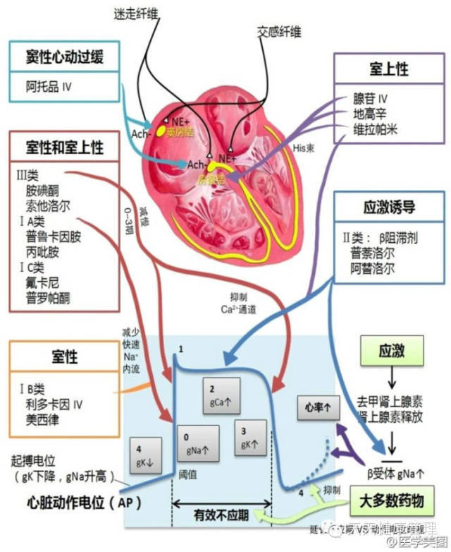 涨姿势|异常珍贵的心血管图片