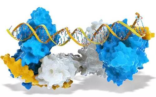 (二)免疫疗法领域——合乎常理的生物制品(logical biologicals)