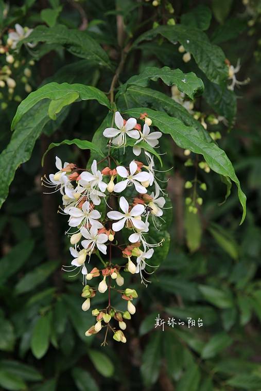 12月4日,苏州拙政园【084】花叶胡颓子