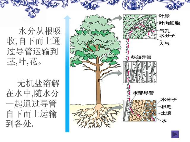 【每日一讲】初中生物:枝芽与茎的结构