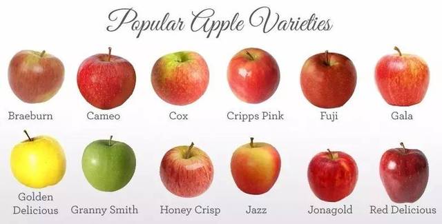 最受欢迎的若干个苹果品种.图片:worldwidefruits.
