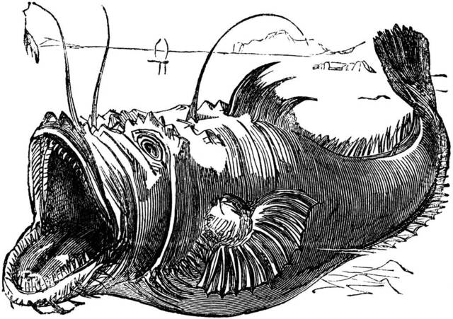 老版《韦氏图典》中的鮟鱇鱼版画