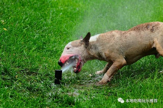 10大猛狗排行,第一名连主人都咬死过,太恐怖了!