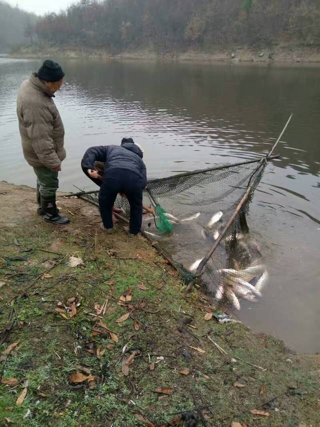 随州封江口小水库冬捕大花莲二十多斤一条