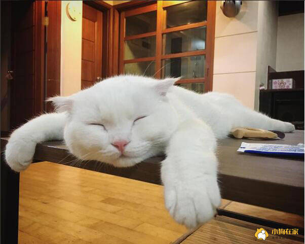 可爱白猫四脚趴地睡觉一脸疲惫累得跟狗一样