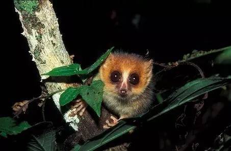 8 brown mouse lemur  赤色倭狐猴 孤独的夜行动物