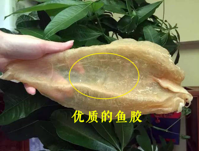 食材小记:说说海边的鱼胶