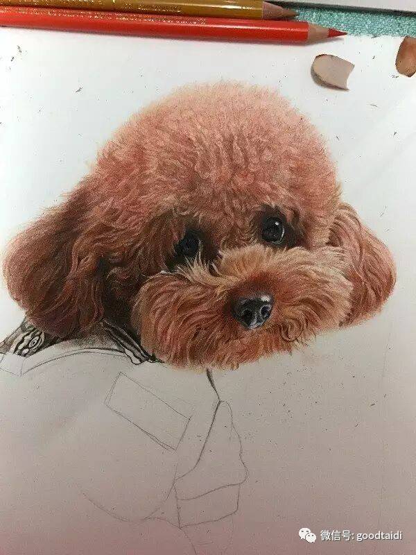 膜拜一下 彩铅手绘泰迪犬,真可爱
