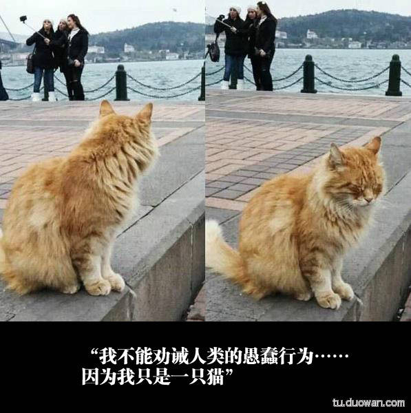 这么感触,别忘记你也是单身猫