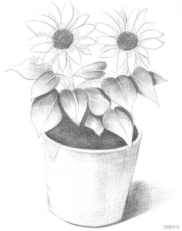如何学素描——素描太阳花的绘画教程