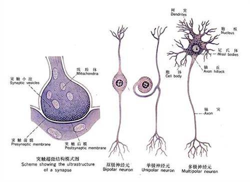 艾薇儿得"莱姆症,卧床2年,终于死里逃生!