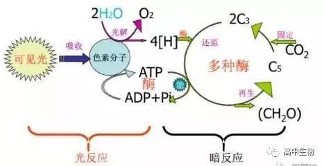 在氧气充足条件下,完全进行有氧呼吸,吸收o2和释放co2量是相等.