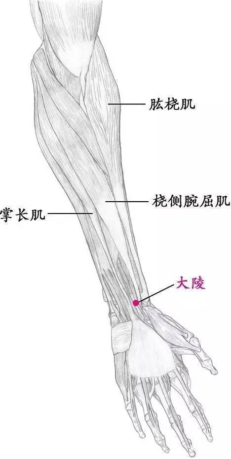 位置:位于月骨和手舟骨之间,靠近手舟骨尺侧缘,掌长肌腱和桡侧腕屈