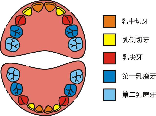 (恒牙名称) 2,几周岁开始刷牙好,如何刷呢?