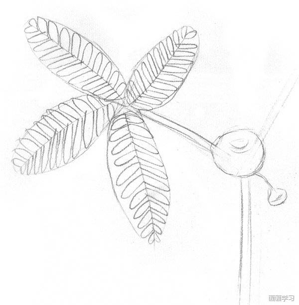 如何学素描——素描植物含羞草的绘画教程