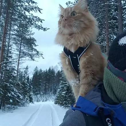 这只猫不仅会拉雪橇,而且.