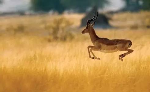 于非洲原野之上,如矫健的雄狮一般勇敢奔跑