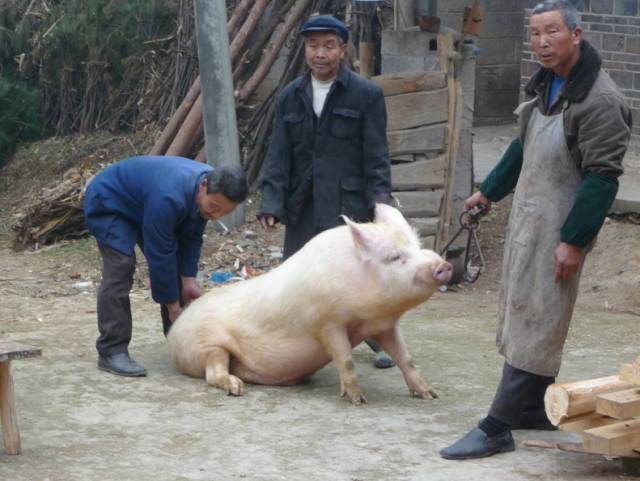 你家的杀猪饭已经准备好了,你妈喊你回家吃饭!