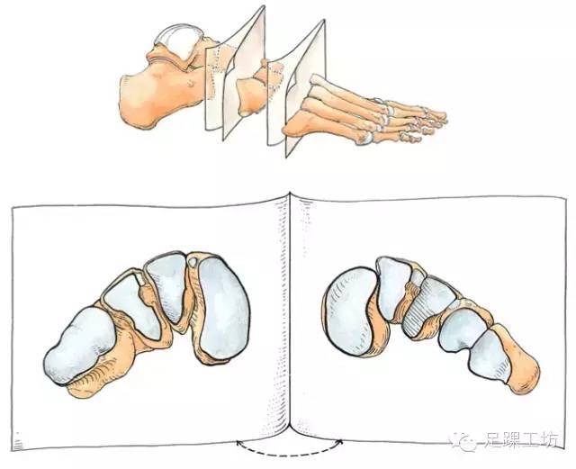 跟,距,舟,3块楔骨及内侧3块跖骨构成 外侧柱 外侧柱 跟,骰及外侧2块