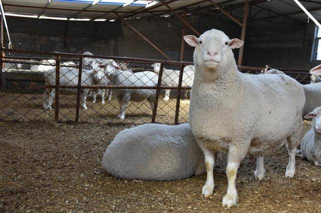 不单一,有南非的黑头杜泊羊,白头杜泊羊,澳洲的萨福克羊,无角陶赛特羊