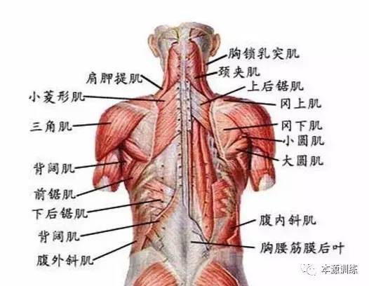 人体背部肌肉层次