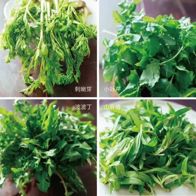 刺嫩芽 小叶芹 波波丁 山麻楂 猴腿 大叶芹 毛把呼 杂拌菜,山野菜八样