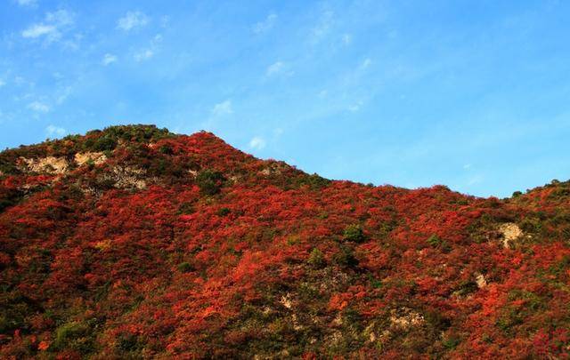 秦岭红叶最迷人