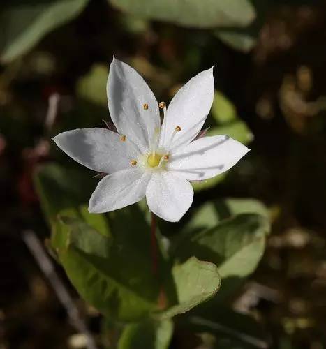 只是,很可惜,七瓣莲(trientalis europaea)其实是合瓣花,既不是七瓣