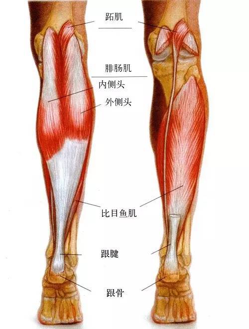 其主要功能协助小腿肌肉跖屈踝关节.肌