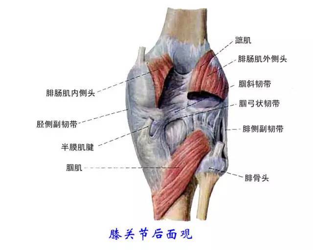 肌肉的力量,不可被忽视--引起膝关节疼痛的肌肉有哪些