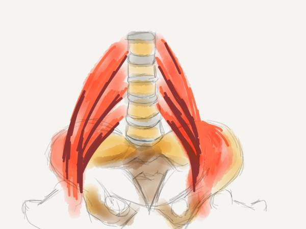 屈肌群:和伸肌群相对的,是为了让脊柱做屈曲的一组肌群.