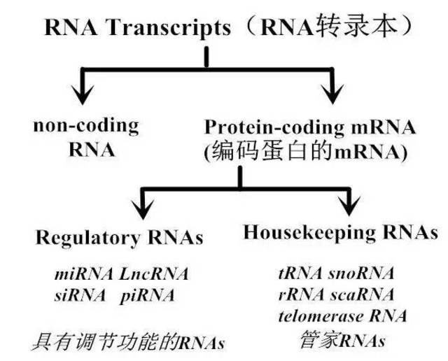 非编码rna类型及功能汇总