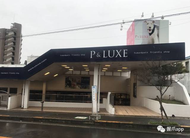 握爪首次跨国直播,带你走进日本关西最大宠物商场 ——p&luxe!