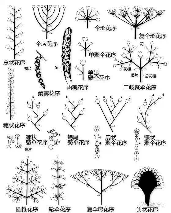 只要你掌握了植物的基本形态,大部分的植物还是能认识的.