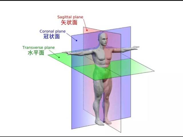 同时拍摄角度还应该与"水平面"和"矢状面"都是平行的,这两点同样非常