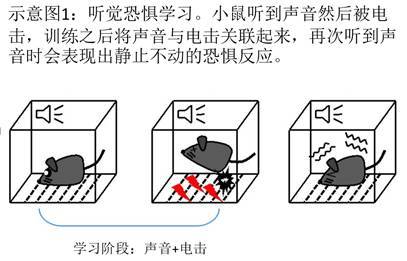 在著名的"条件反射"实验中,巴甫洛夫先给狗听铃声,然后喂食,重复多次