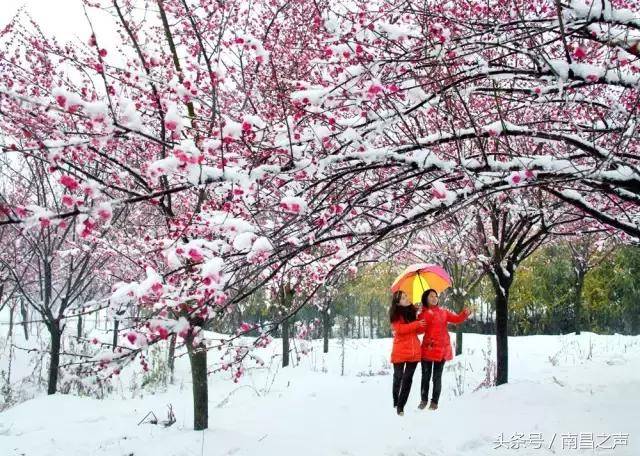 往年实拍凤凰沟梅花雪景 据悉,本届梅花节以"五福梅花 快乐2017"为