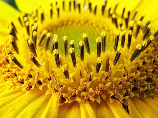 向日葵花盘的纵切,可以看到位于边缘的舌状花和中心的管状花.