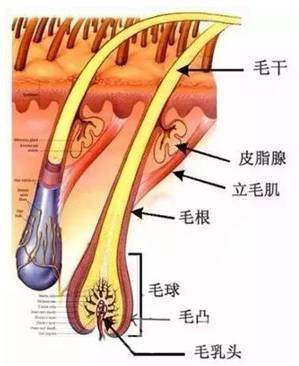 76纵截面构造把一根完整的头发纵向切开,从发梢到最底端可分成五个