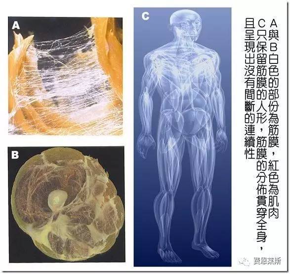 【围观】在美国,肌筋膜链技术已引起物理治疗界革命!