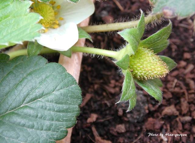 空中花菜园:定植40天,草莓花开,画笔来授粉