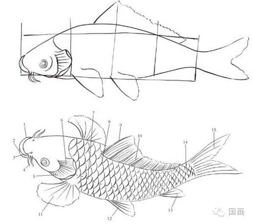 工笔鲤鱼画法,大家年年有"余"!